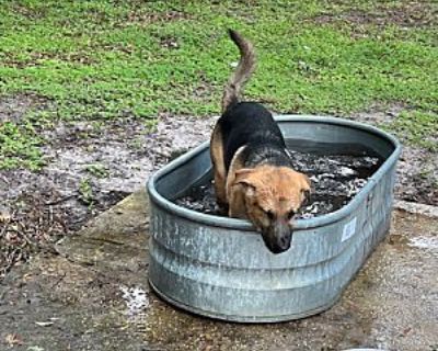 Shephard pup - German Shepherd Dog Male Puppy for Adoption