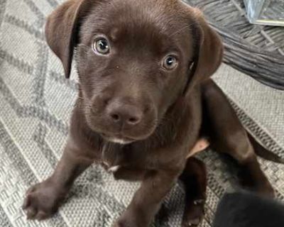 Miss Rey Skywalker - Labrador Retriever/Australian Cattle Dog Mix Female Puppy for Adoption