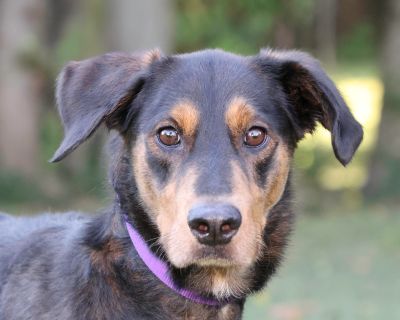 Sarge - Doberman Pinscher & Retriever Mix Male Dog for Adoption