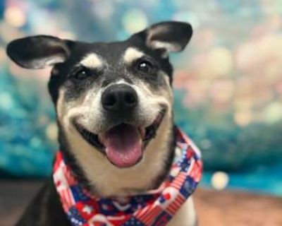 Peggy - Mixed Breed (Medium) Female Dog for Adoption