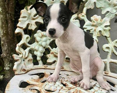 Meet Frasier, a teeny tiny pup with a heart bursting at the seams! At just over 3 pounds and 3 months old, this rat terrier/chihuahua mix is as small as they come but don t let his size fool you. Frasier is fearless, outgoing, and full of joyful personality. He approaches every new person, sound, and adventure like it s the best thing that s ever happened to him. With his bright eyes and playfu...