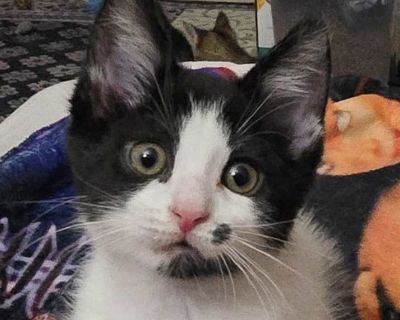 Child. Black & white or tuxedo. Hair: short. Microchipped. You can fill out an adoption application online on our official website. Laci, Laila, Layne and Lilo came to us with their mother Lettie as well as Lenni and Lilli who are Lettie's kittens from her prior litter. They were only about 4 weeks old when we took them into a foster home. They are very sweet, friendly, playful kittens. They ar...