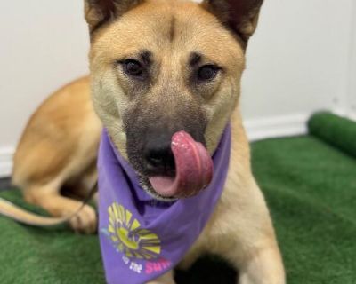 Exciting News: This adorable pup will be at an adoption event near you! Check our website: https://AmazingDogsRescue.org/dogs/ Or call 888.508.8943 (Monday to Sunday, 8 AM to 8 PM).. Out-of-town pets are cared for by non-local organizations who can make arrangements for the pet to be transported to your area. Learn More. Young Male Large Yellow / Tan / Blond / Fawn , Apricot / Beige