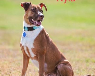 Meet Nyla, a truly special girl with a heart of gold and a charming, vocal nature. She is friendly, affectionate, and gentle, with a strong sense of loyalty and devotion to her favorite people. Nyla is also incredibly smart, and she will quickly figure out how to wrap you around her paw! She is searching for a home where she can be the only dog, as she prefers to be the sole recipient of your l...