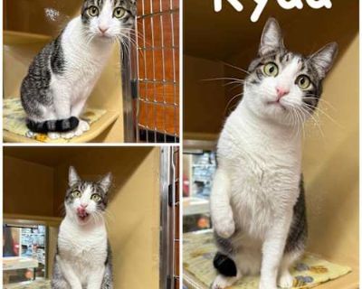 Spayed / Neutered. Breed American Shorthair/Abyssinian Color White/Gray, Blue or Silver Tabby Age 5 years 1 month old, Senior Sex Male Pet ID 13092 Hair Length