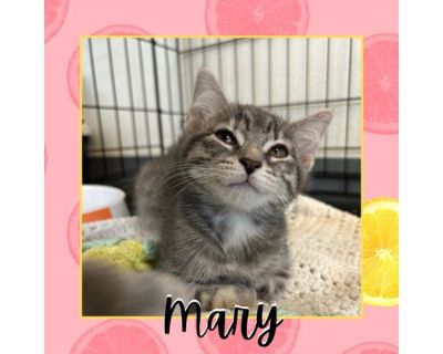 Mary - Domestic Shorthair Cat for Adoption