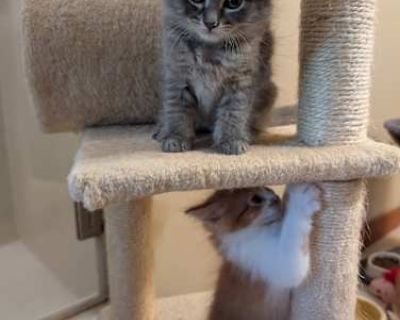 Moonbeam (Bonded to Astro) - Maine Coon Female Cat for Adoption
