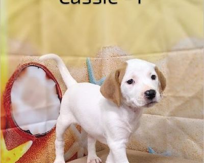 Cassie - Female Puppy Foxhound mix for Adoption