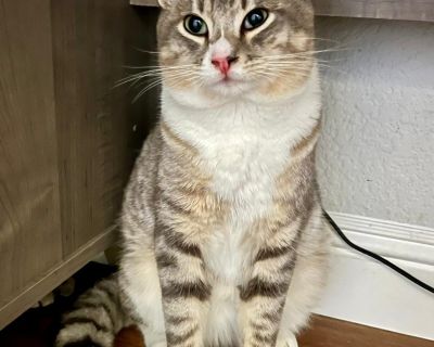 Larry is a one year old boy who was rescued from the streets with his two babies Gayle and Allen. He is very mellow and sweet. Meet them all at an adoption event or by calling (949) 388-0034. ~~~~~~~~~~~~~~~~~ Adoption Event Schedule Monday Pop-Ups on Occasion Wednesdays 4 pm - 7 pm Fridays 4 pm - 6 pm Saturdays 10 am - 5 pm Sundays 11 am - 5 pm PetSmart San Juan Capistrano 33963 Doheny Park Rd...