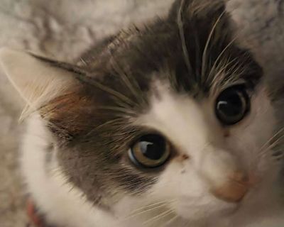 Olive - Domestic Shorthair Female Kitten for Adoption