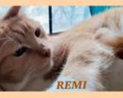 Adopt REMI a Orange or Red (Mostly) Domestic Shorthair / Mixed (short coat) cat