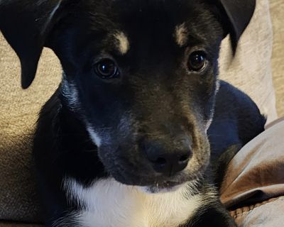 Blackwell - Pit Bull Terrier & Retriever Mix Male Puppy for Adoption