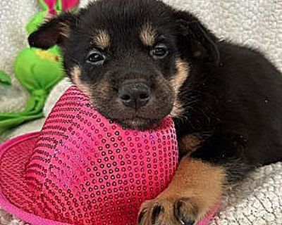 Venus - Australian Shepherd/Border Collie Mix Female Puppy for Adoption