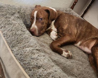 Sophie is a good girl. Very sweet and playful. Not overbearing. Great with all kinds of different size dogs. Great when meeting new people.. Out-of-town pets are cared for by non-local organizations who can make arrangements for the pet to be transported to your area. Learn More. Young Female Large