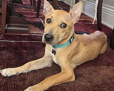 Joey - Carolina Dog/Basenji Mix Male Dog for Adoption