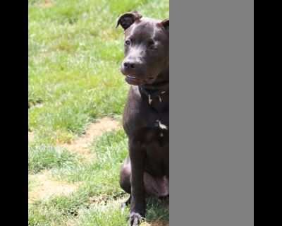 Queenie - Pit Bull Terrier Mix Female Dog for Adoption