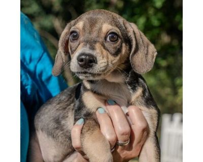 Landon - Terrier (Unknown Type, Medium)/Dachshund Mix Male Puppy for Adoption