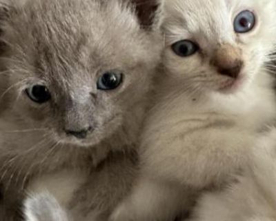 Household pet. Not registered. First round of deworming. Sweet Siamese tabby mix female, mom is a lilac point