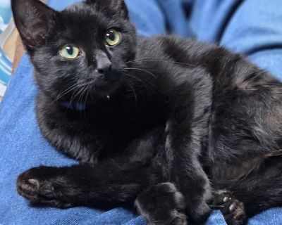 Young. Black (all). Hair: short. Microchipped. Meet Garrett Your Gentle, Big-Pawed Sweetheart Hi there! My name s Garrett, and I m a handsome black cat with the biggest, softest polydactyl paws you ve ever seen, seriously, my foster mom says they look like I m wearing little mittens! My extra toes make me extra adorable (and I totally agree). I might be a little shy when we first meet. I like t...