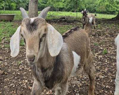 Pygmy male goat for sale