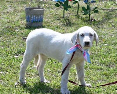 Eden - Akbash/Great Pyrenees Mix Female Puppy for Adoption