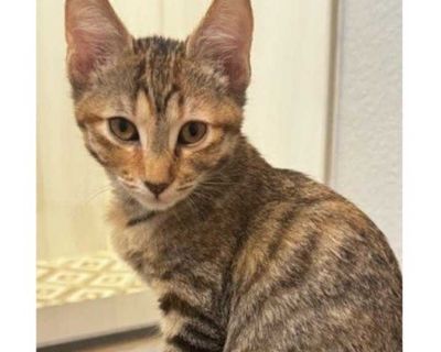 Child. Brown tabby. Hair: short. Microchipped. Rice Krispie is a very calm, sweet kitty, that will warm up to her new surroundings fairly quickly. She loves her scratching post, wand toys, and springs. Rice Krispie would want to be adopted with one of her siblings, Wheatie, Fruit Loop, or Corn Pop. She's a great little kitty! I have my vetting done! I have been neutered, had my vaccinations, te...