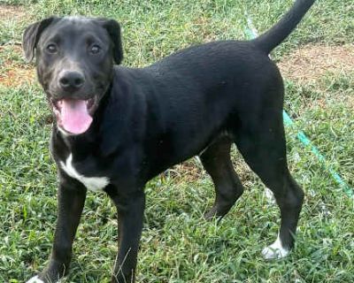 Payton - Labrador Retriever Male Puppy for Adoption