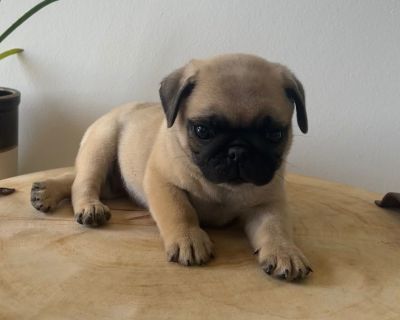 2 Male and 4 Female Pug Puppies for Sale