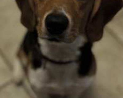 Nova - Beagle Female Dog for Adoption