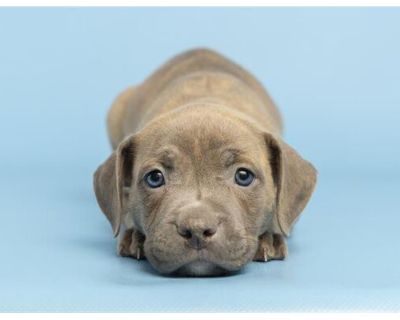 PENNY - American Pit Bull Terrier Female Puppy for Adoption