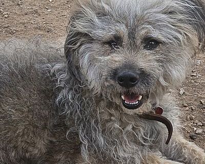 Benji - Poodle (Miniature)/Miniature Schnauzer Mix Male Dog for Adoption