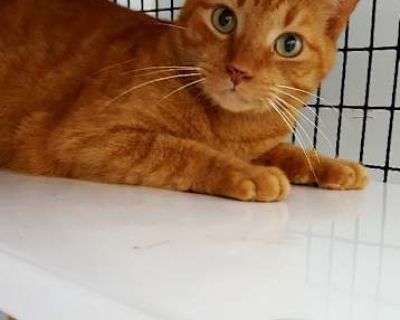 Pumpkin - Domestic Shorthair Male Cat for Adoption