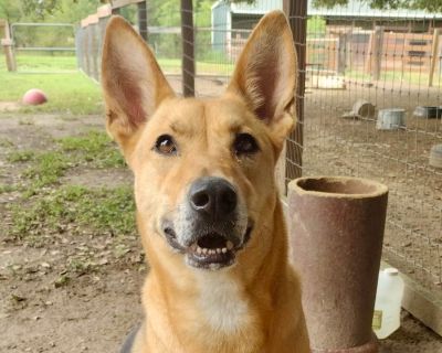 Melody - Shepherd Mix Female Dog for Adoption