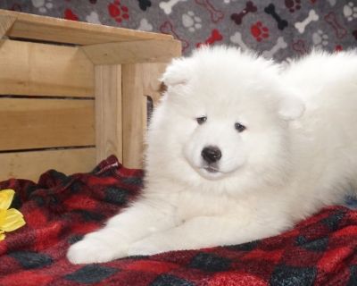 Super adorable litter of ACA registered Samoyed puppies