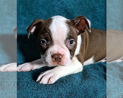 Mojo - Boston Terrier Male Puppy for Sale