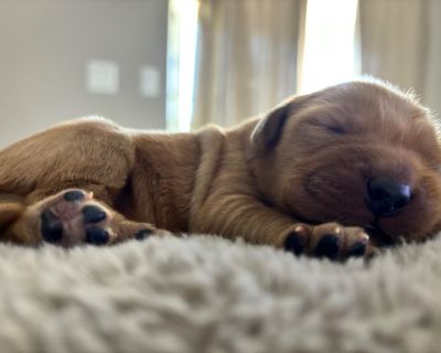 Golden retriever puppies