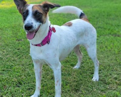Loretta - Jack Russell Terrier Female Dog for Adoption