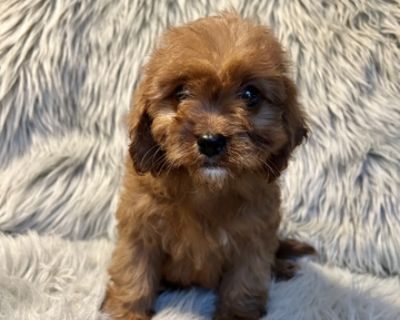 Adorable cavapoo puppies available. They'll come up to date on vaccines and deworming. Also come with our one year health guarantee and a welcome home puppy goodie bag. $500 for males.