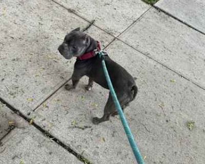 Blue - American Bulldog Male Dog for Adoption