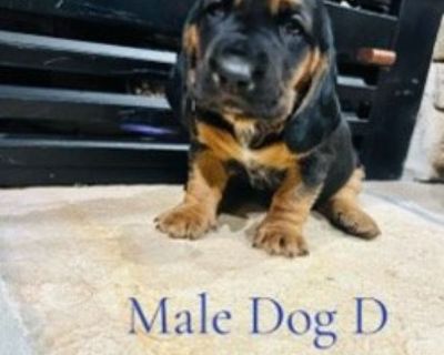 Basset dachshund best sale mix for sale