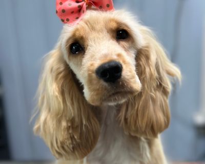 Abigail - Cocker Spaniel Female Puppy for Adoption