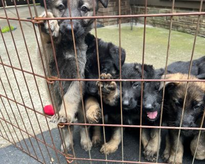 4 Male and 3 Female German Shepherd Dog Puppies for Sale