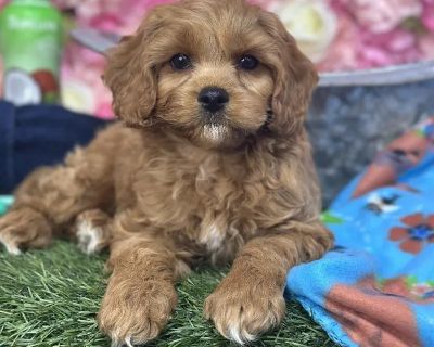 Todd - Male Cavapoo Puppy for Sale