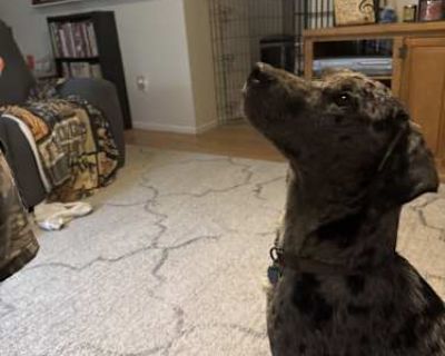 Huckleberry (Huck) - Catahoula Leopard Dog/Labrador Retriever Mix Male Dog for Adoption