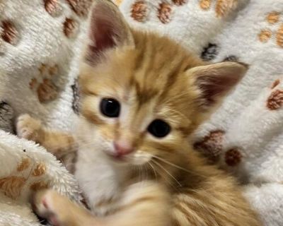 Kittens looking for their forever home in a couple more weeks. They were born on M