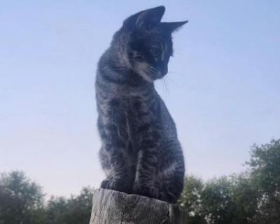 Smokey - Bengal Male Kitten For Sale