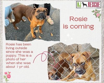Rosie is coming to NJBR!! This sweet girl is a very special pup to New Jersey Boxer Rescue. Her name is Rosie, and she is related to Bullet and Marley, who we pulled from the same property five years ago. When Bullet and Marley were rescued, Rosie and a few others had to be left behind, and it was absolutely heartbreaking. We even have a photo of her from when she was just a year old. Rosie has...