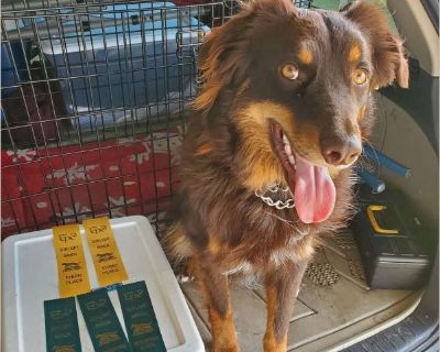 Remy - Male Puppy Australian Shepherd for Adoption