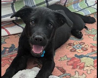 Dobby - Labrador Retriever Male Puppy for Adoption