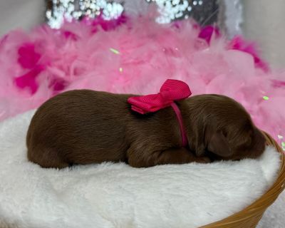 Im Braley s adorable red F1bb Mini Goldendoodle, Pink Girl. Both my parents have great temperaments and have been genetically health tested. My Mom is a 20lb F1b Goldendoodle and my dad is a 17lb Poodle. I have removed my dewclaws, received early neurostimulation and litter box training, and will have all my deworming and first puppy vaccines and a thorough nose-to-tail vet examination before I...